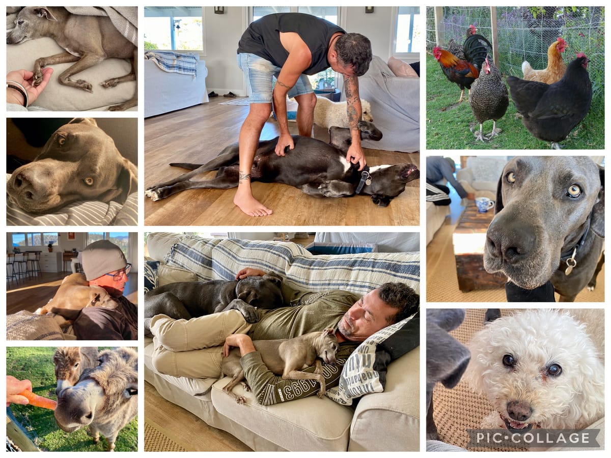 What exactly is house sitting? Become a house sitter today